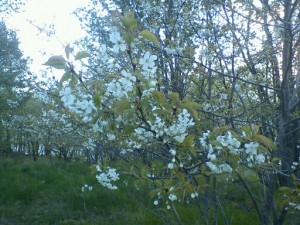 surkörsbärsträd