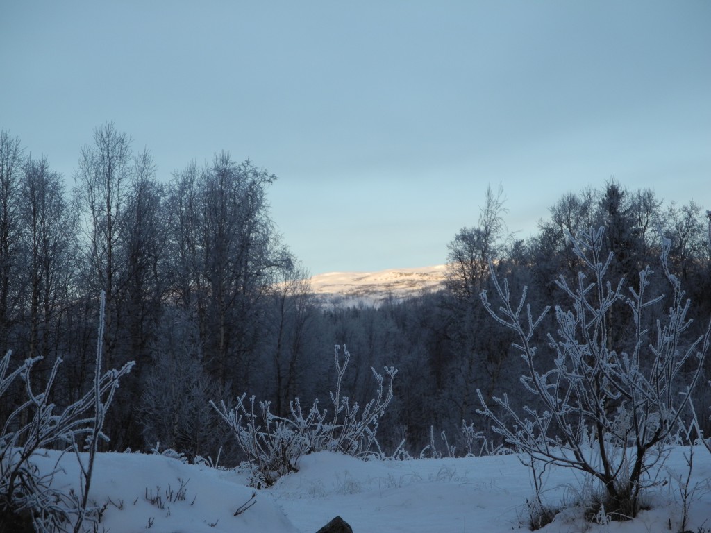 kalla morgonsbilder 6 nov 2014 009