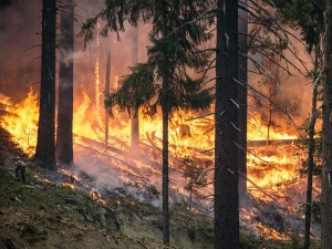 forest-fire-2268725_960_720