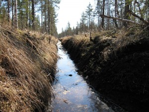800px-Forest_ditch