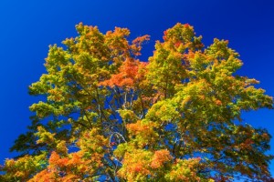 autumn-tree-crown-15682853139De