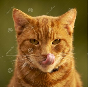 http://www.dreamstime.com/royalty-free-stock-photo-ginger-cat-licking-its-nose-image1841425