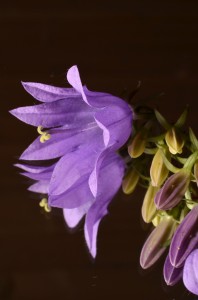 blommor 051