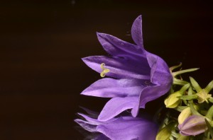 blommor 075