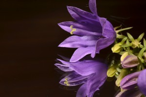blommor 078 (2)