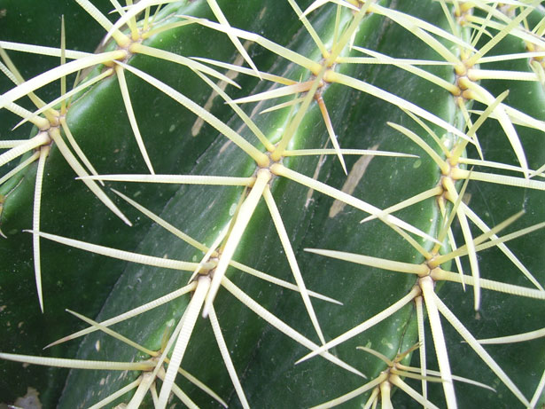 cactus-thorns