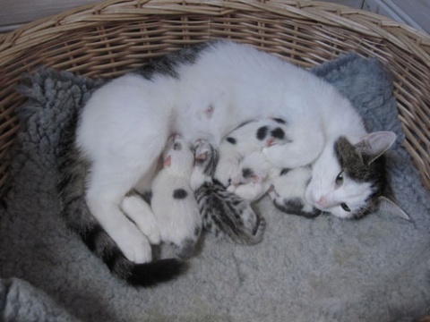 Minikatten med kattungar