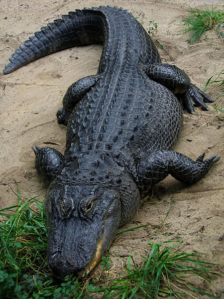 Vanlig läskig alligator