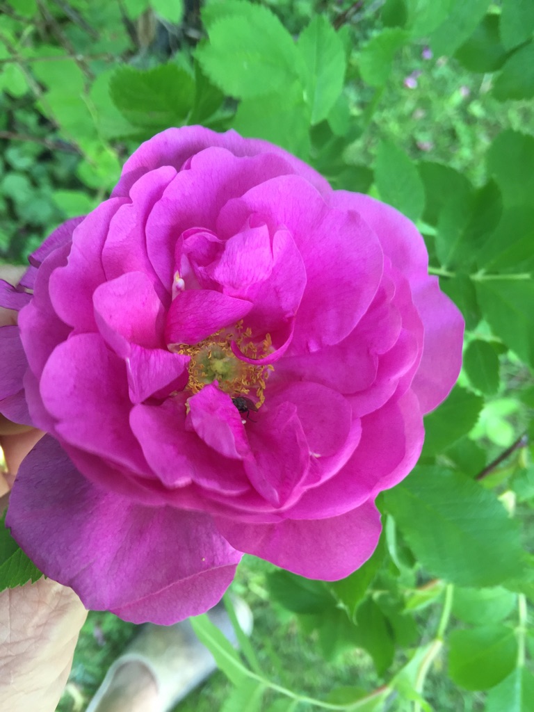Detta är en ros från Arboretum Norr
