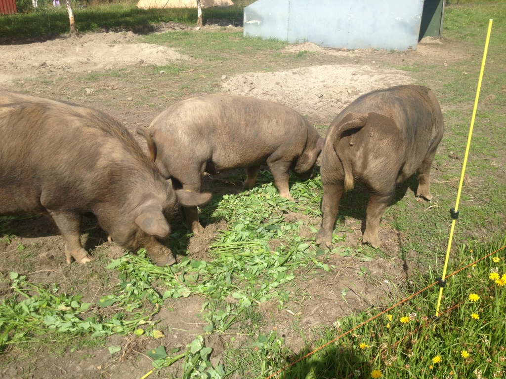 Matat grisarna med ogräs från potatislandet